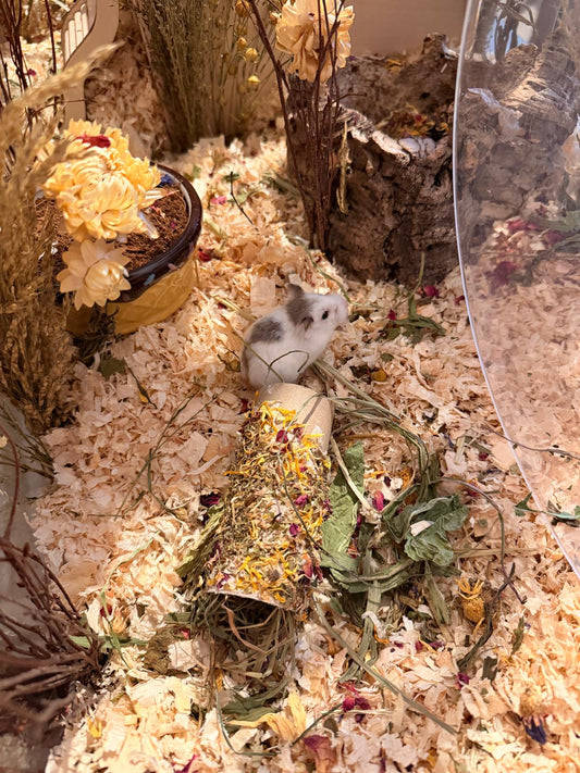 Woher bekomme ich meinen Hamster?